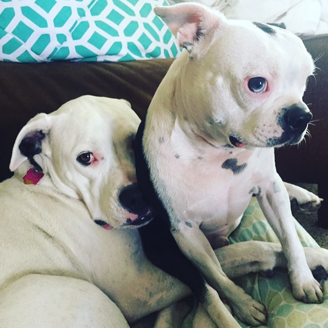 Thankful for the unconditional love, corn chip paws, morning snugs & priceless companionship

#dogolove #dogoargentino #bostonterrier #siblings #furbabies